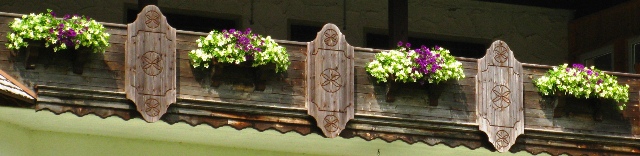Surfinien Amethyst mit Lime kombiniert Surfinien